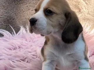 Beagle perros Beagle tricolor - Anuncio 16
