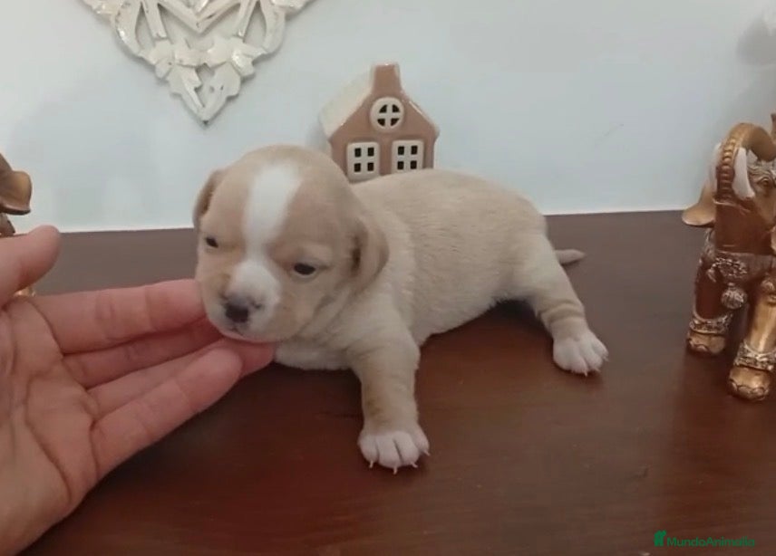 Pomchi perros Pomchis  - Anuncio 11