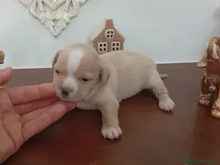 Pomchi perros Pomchis - Anuncio 1