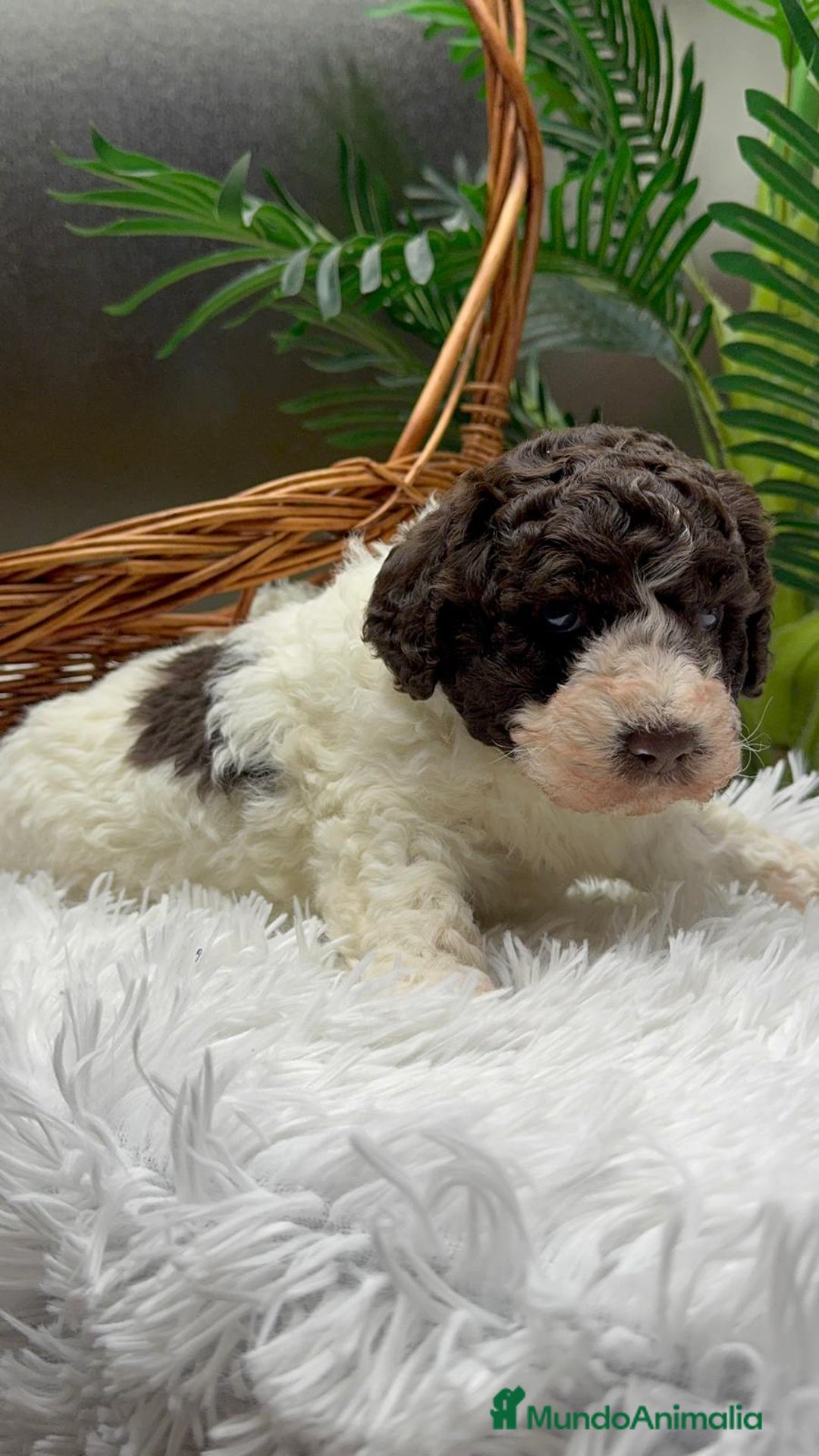 Perro de Agua Español perros en venta: PERRO DE AGUA ESPAÑOL MACHO - Anuncio 8