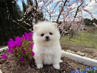 Pomerania perros Pomeranias TOY hembra y macho !!! - Anuncio 1
