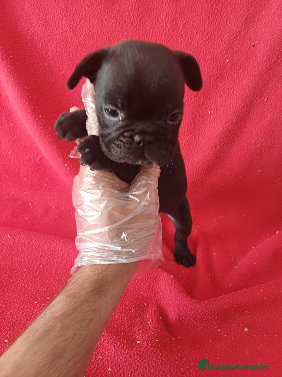 Bulldog Francés perros en venta: Bulldog Francés  - Anuncio 2