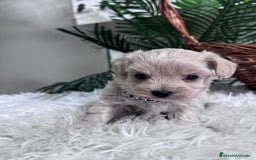 Maltipoo perros en venta: MALTIPOO MACHO - Anuncio 26