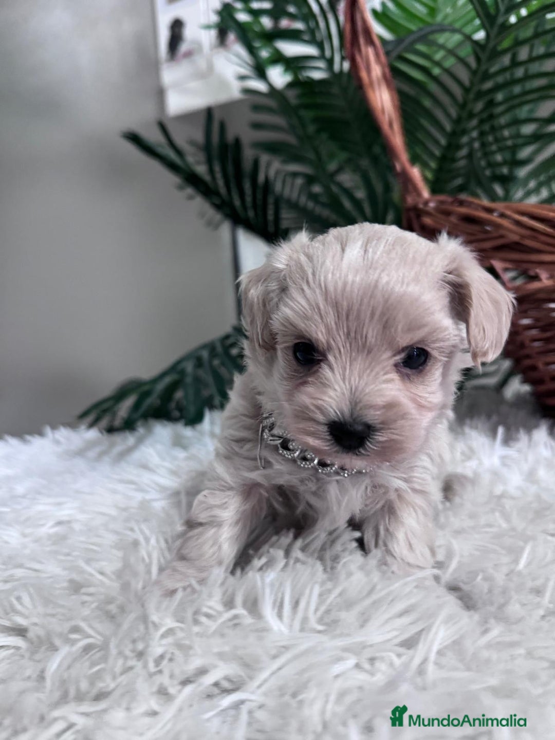 Maltipoo perros en venta: MALTIPOO MACHO - Anuncio 26