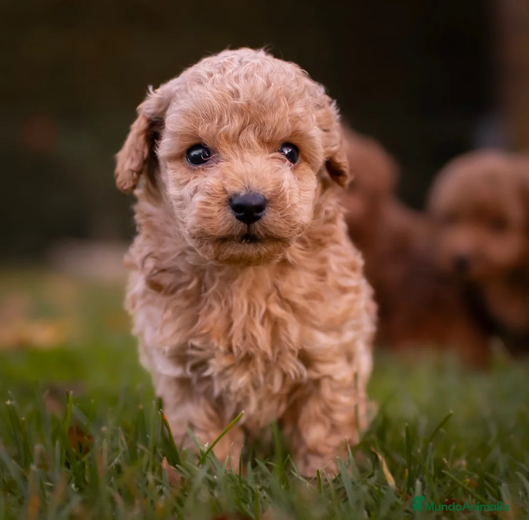 Caniche Toy perros en venta: Caniche Toy Macho Apricot  - Anuncio 2