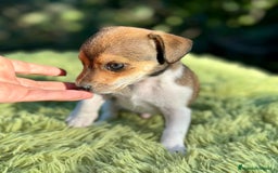 Jack Russell Terrier perros en venta: Jack russell machos - Imagen 6