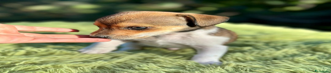 Jack Russell Terrier Cachorro 3