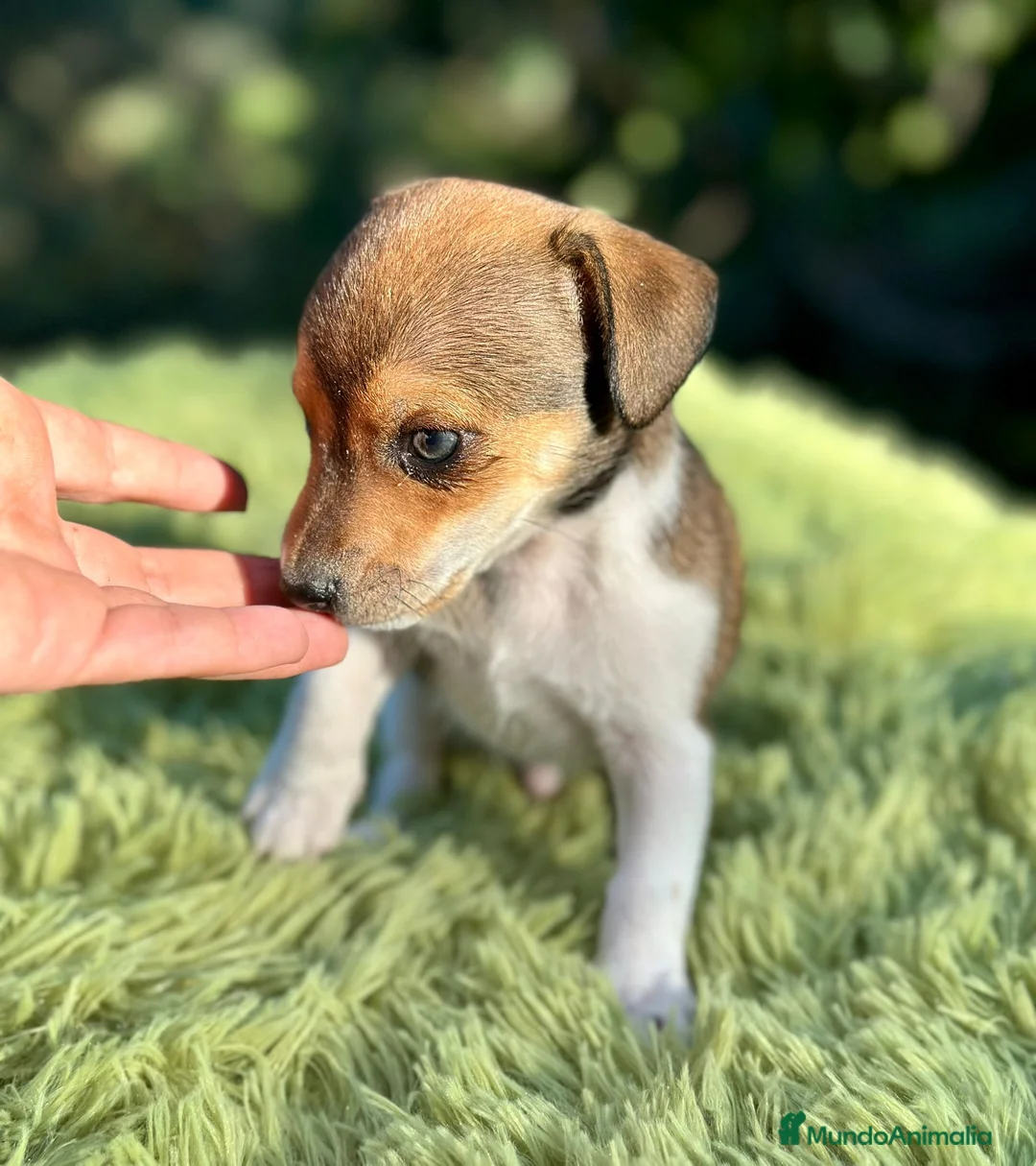 Jack Russell Terrier perros en venta: Jack russell machos - Anuncio 6