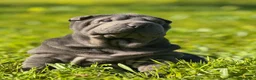 Shar Pei perros en venta: ULTIMO CACHORRO AZUL BLUE - Anuncio 2