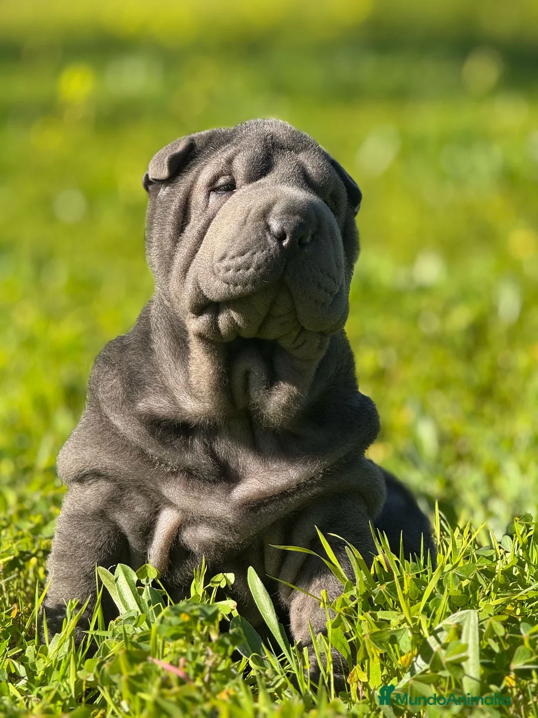 Shar Pei perros en venta: ULTIMO CACHORRO AZUL BLUE - Anuncio 2