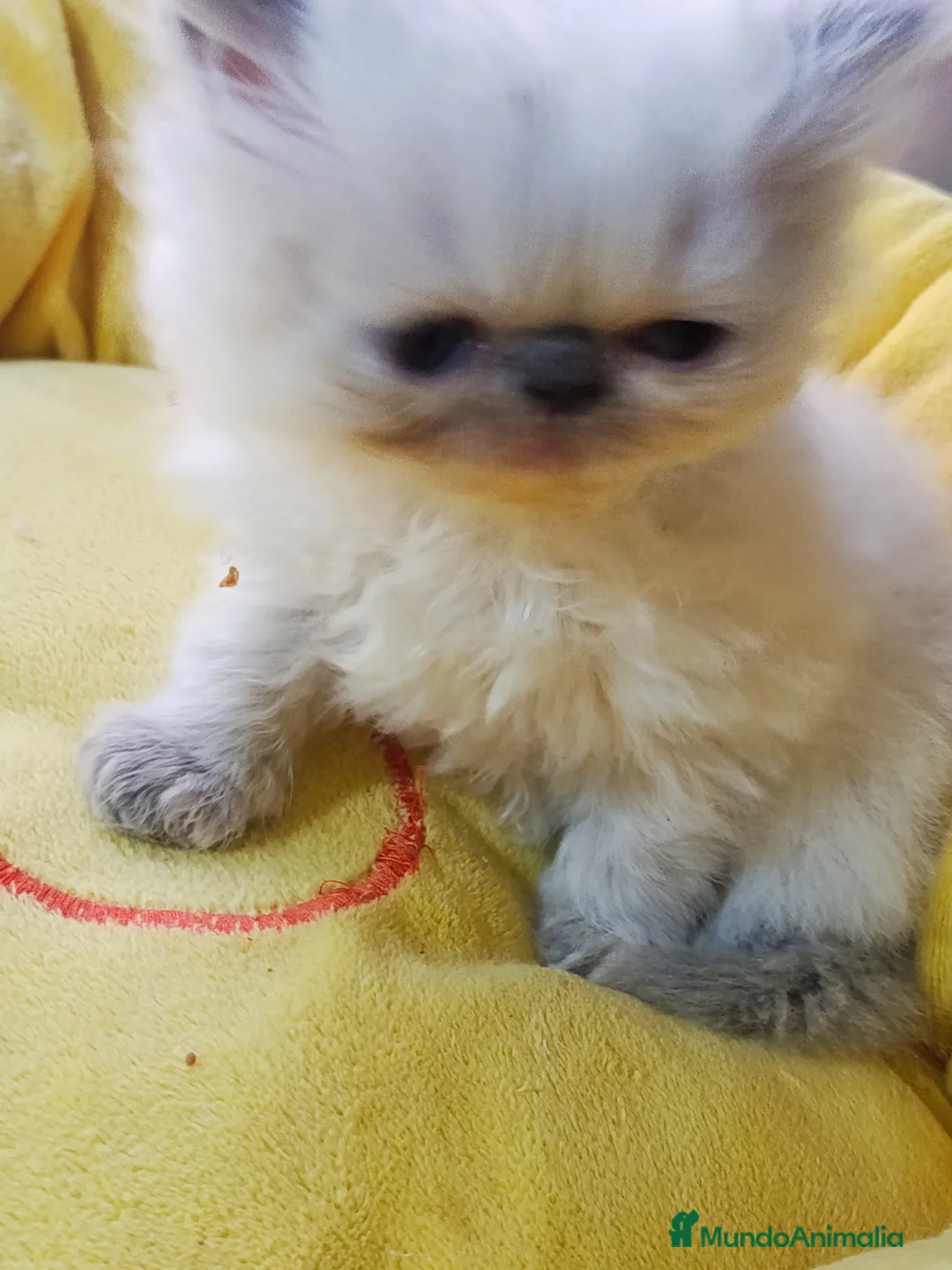 Persa gatos en venta: CACHORROS PERSAS HIMALAYOS  - Anuncio 2