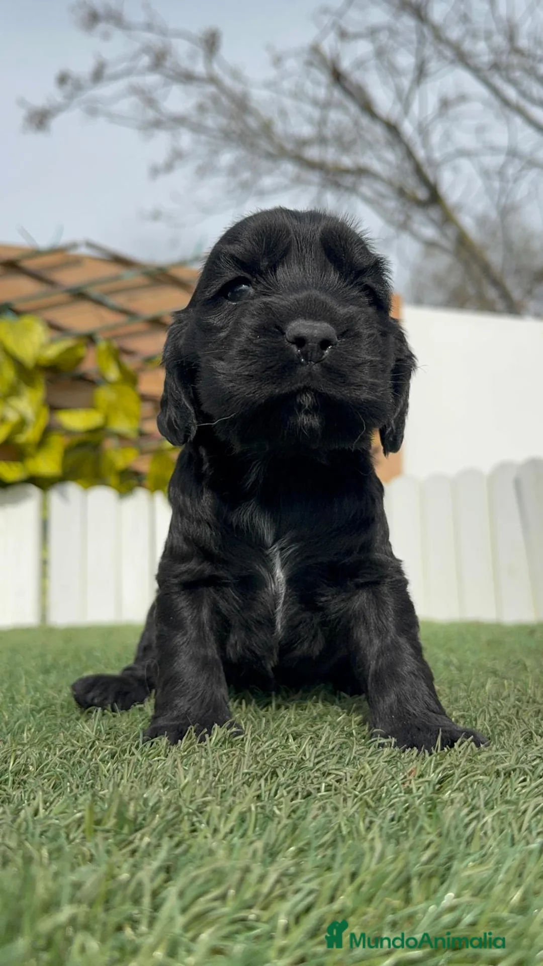 Cocker Spaniel Inglés perros en venta: COCKER HEMBRA - Anuncio 2