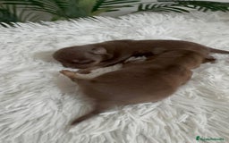 Chihuahua perros en venta: CHIHUAHUA CHOCOLATE AND TAN - Imagen 4