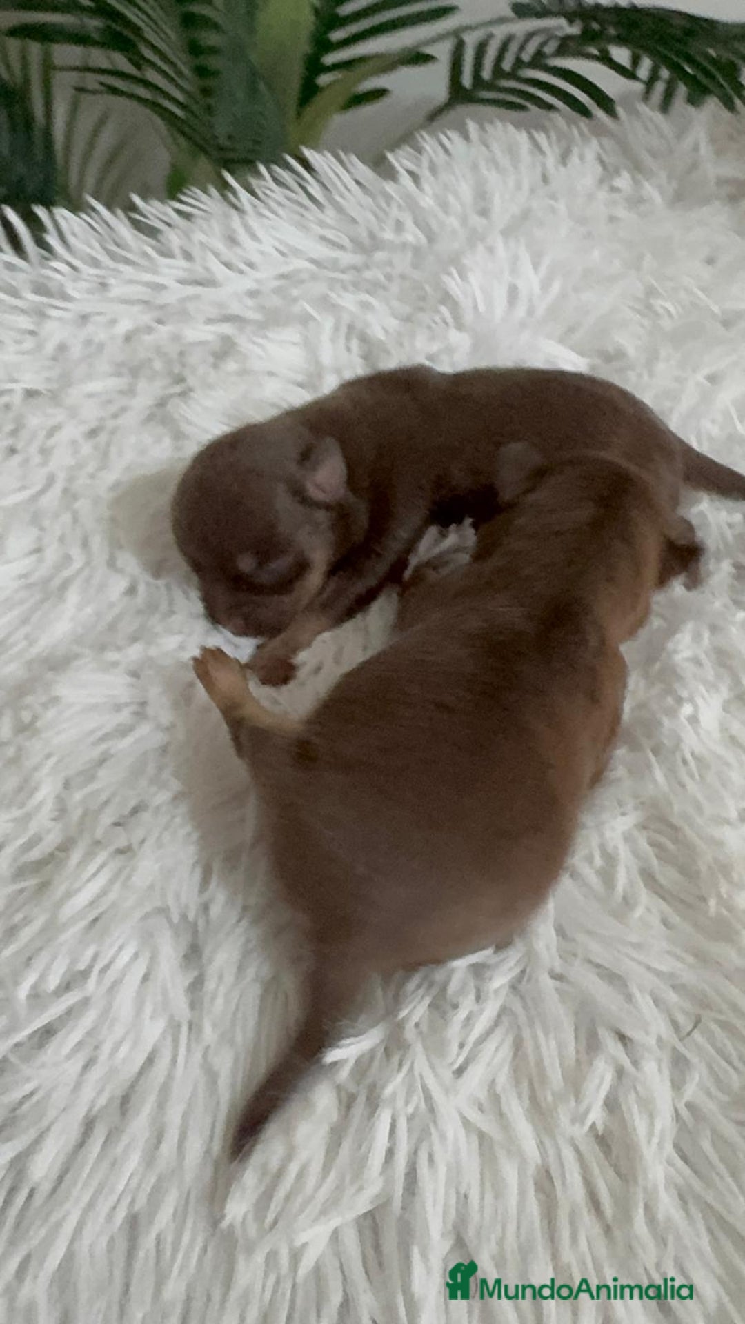 Chihuahua perros en venta: CHIHUAHUA CHOCOLATE AND TAN - Imagen 4