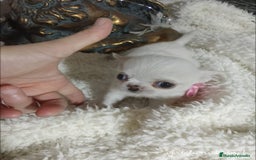Chihuahua perros en venta: Chihuahua pelo largo y pelo corto  - Imagen 5