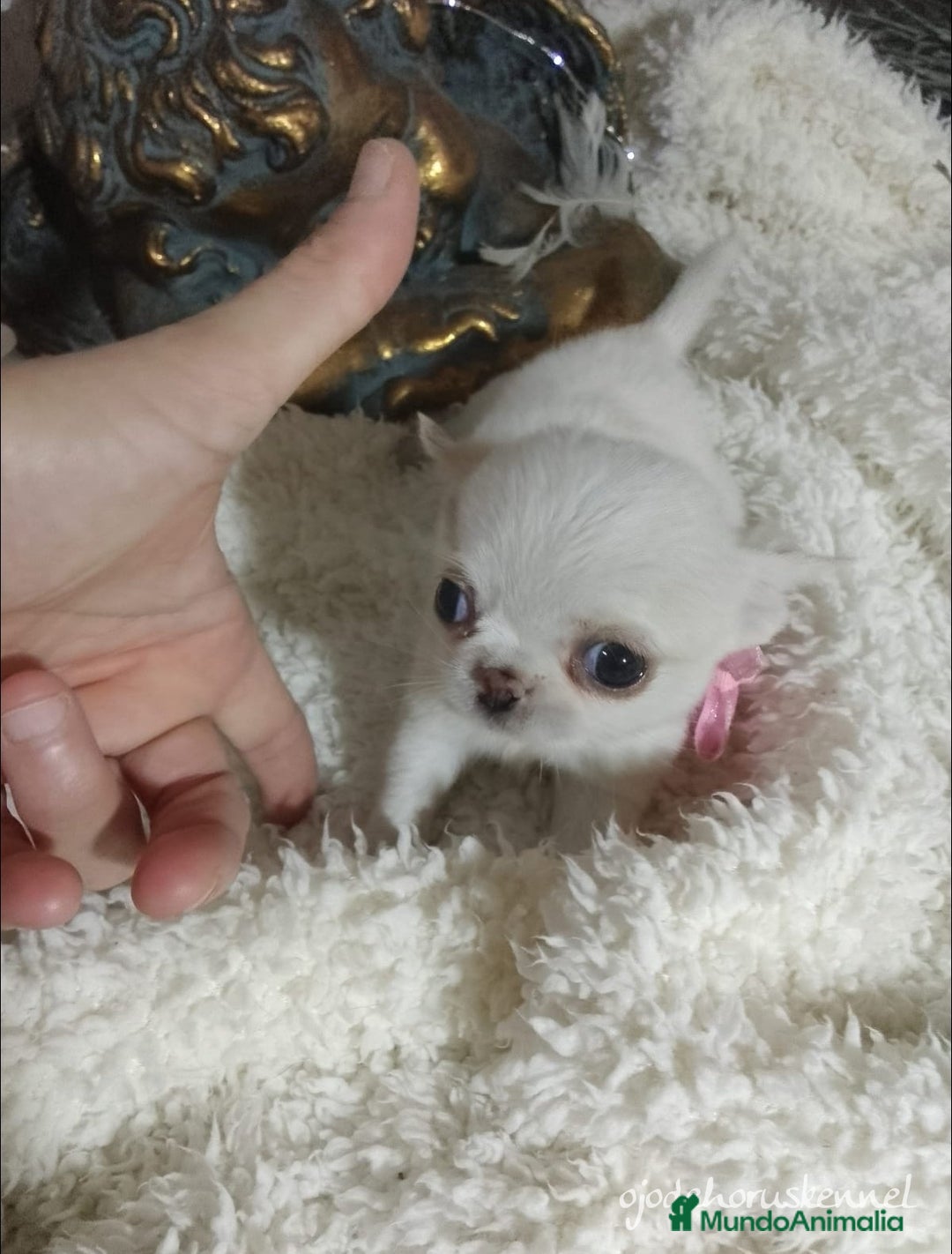 Chihuahua perros en venta: Chihuahua pelo largo y pelo corto  - Imagen 5