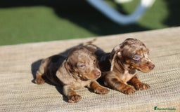 Teckel perros en venta: Macho y Hembra de Teckel  - Imagen 2