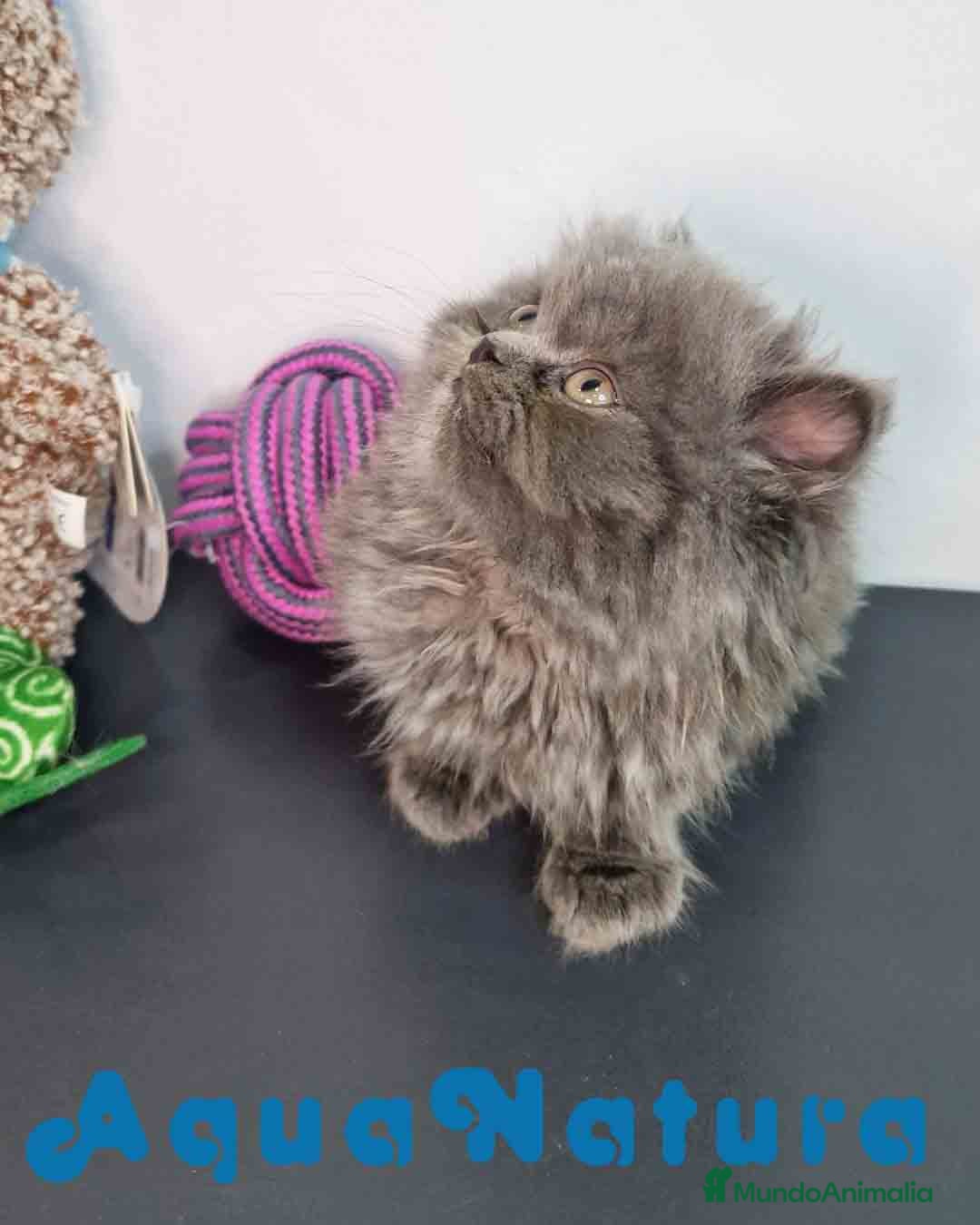 Persa gatos en venta: Persa Macho 9000 - AQUANATURA en Barcelona - Imagen 6