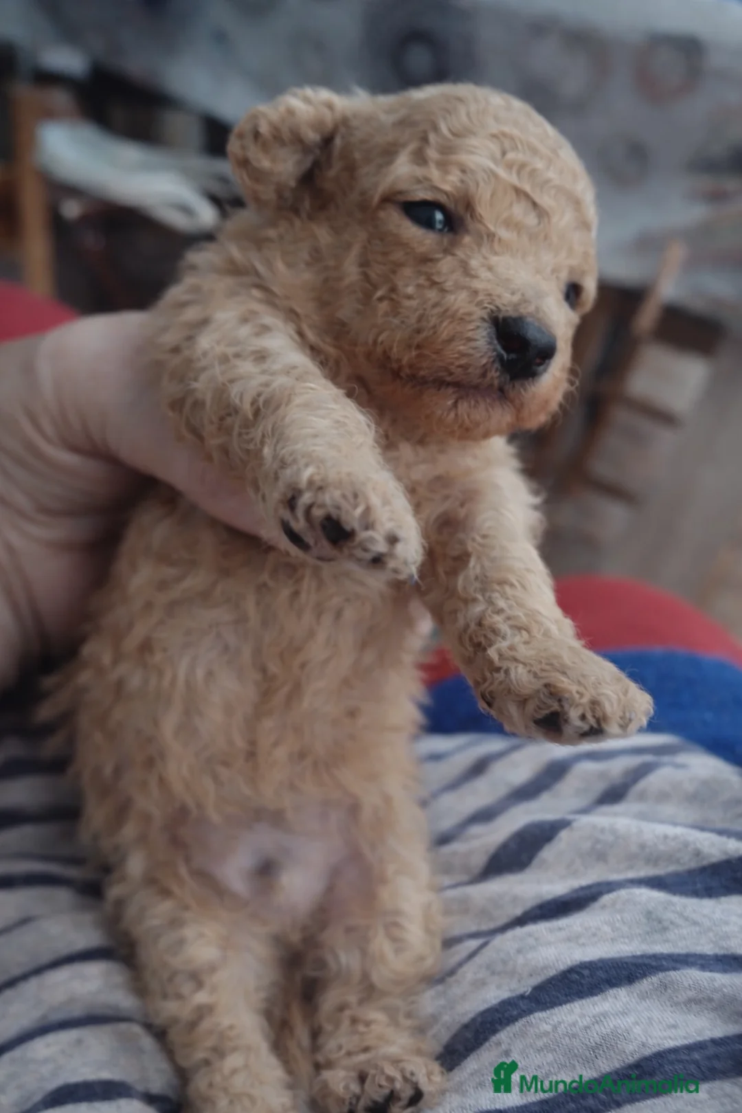 Caniche Toy perros en venta: CANICHE TOY FAMILIAR - Anuncio 3