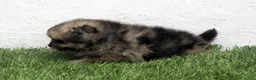 Pomerania perros en venta: Pomerania - Anuncio 6