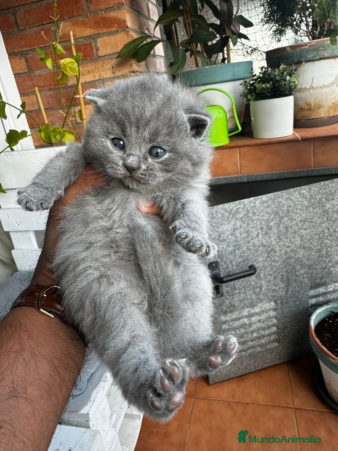 Británico de Pelo Corto Azul gatos en venta: British shorthair  - Imagen 2