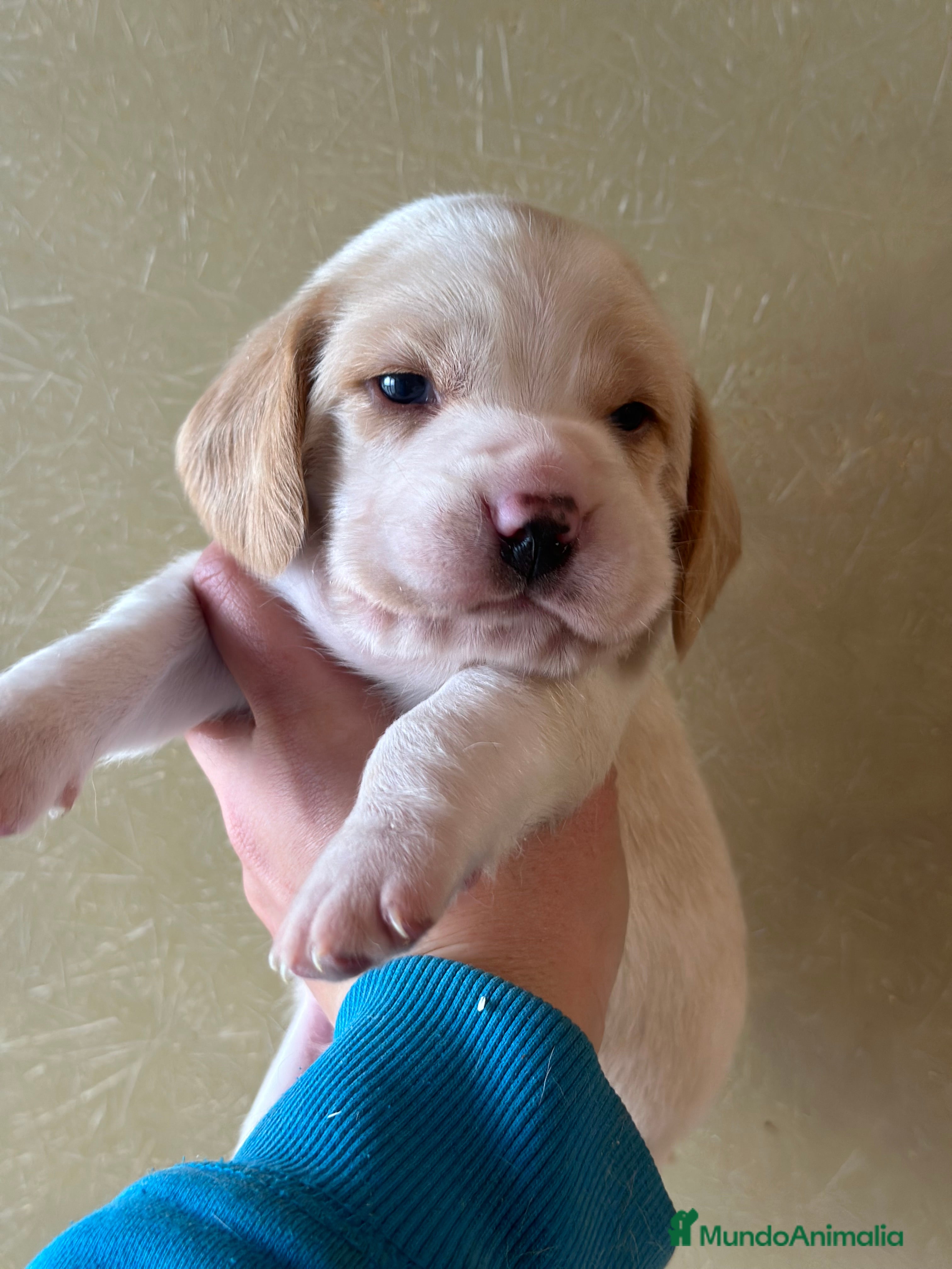 Beagle perros BEAGLE INGLÉS BICOLOR LEMON  en Barcelona - Anuncio 2