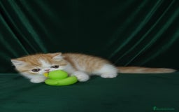 Exótico de Pelo Corto gatos en venta: 🐯 EXOTIC SHORTHAIR RED TABBY & WHITE - Imagen 16