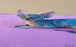Sphynx gatos en venta: Preciosa hembrita tortuga tabby  - Imagen 11