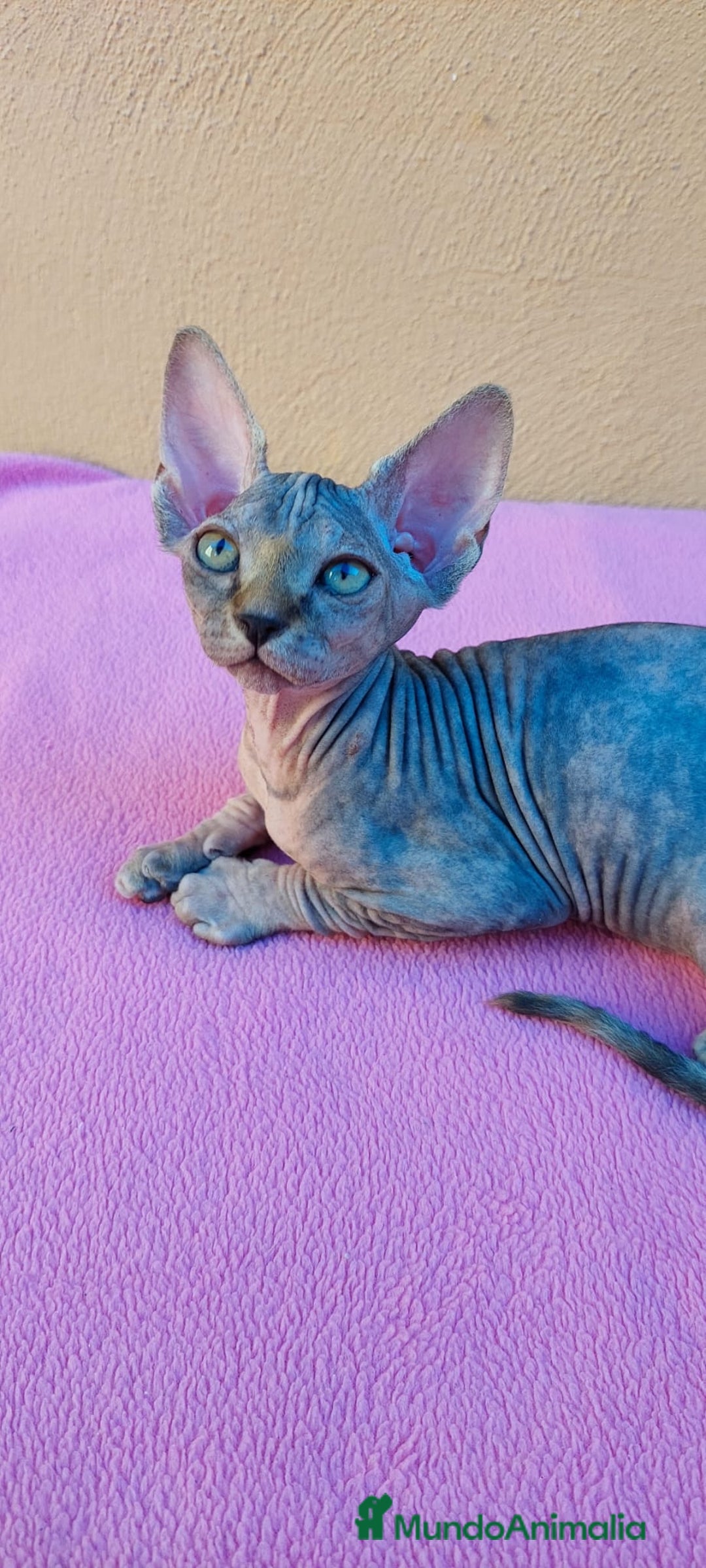 Sphynx gatos en venta: Preciosa hembrita tortuga tabby  - Imagen 11