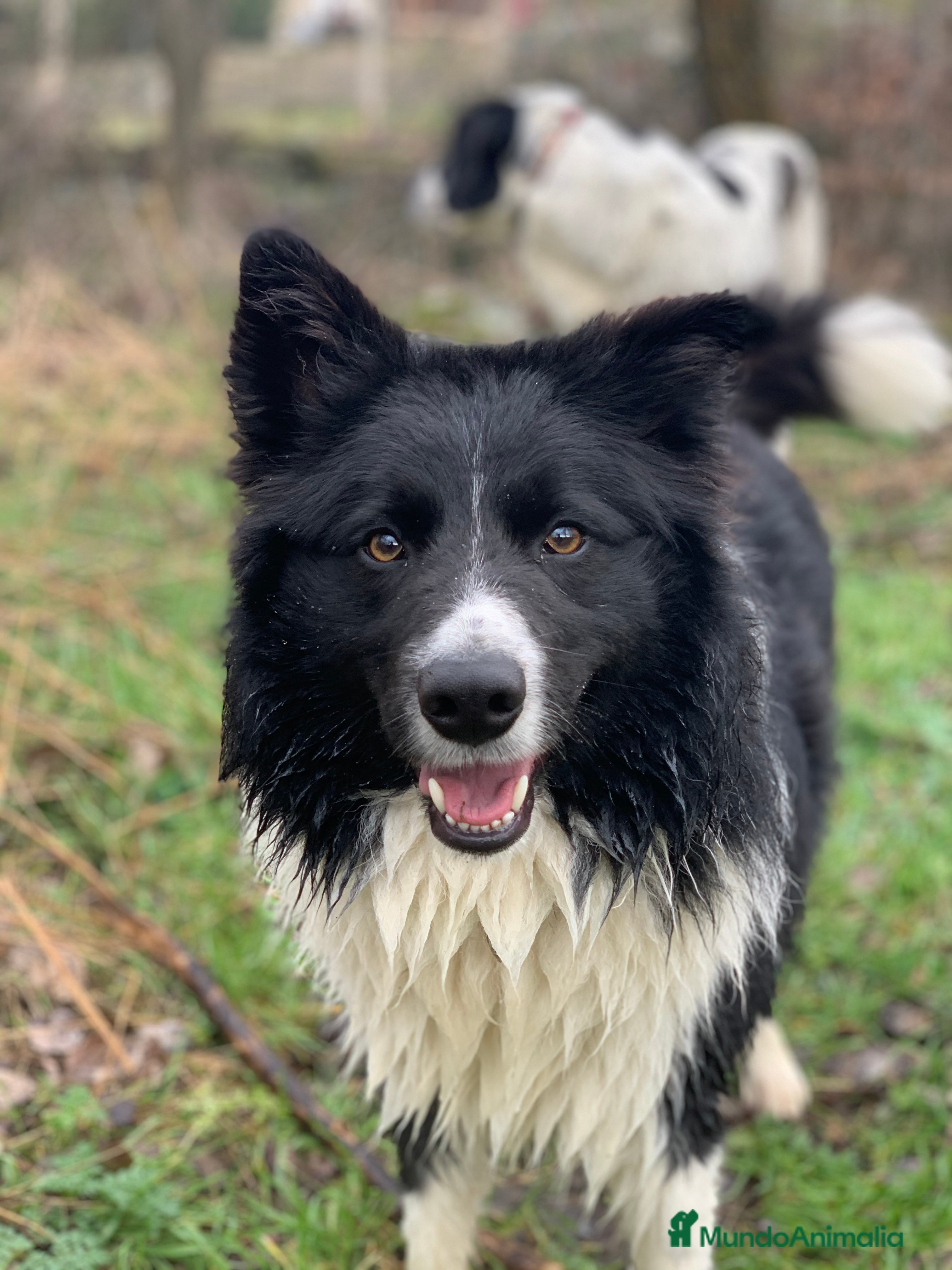 Border Collie perros BORDER COLLIE PARA MONTAS  en Ávila - Anuncio 2