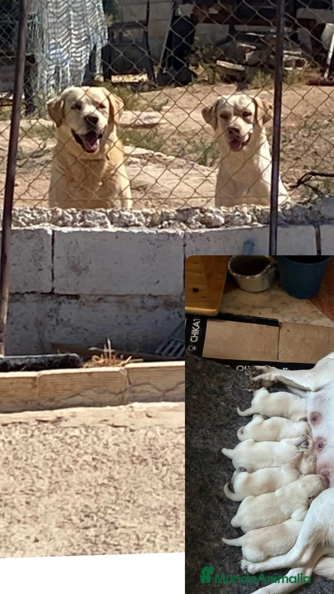 Labrador Retriever perros en venta: Labrador Retriever  - Anuncio 6