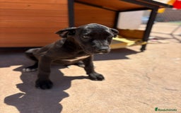 Dogo Alemán perros en venta: OPORTUNIDAD GRAN DANES HEMBRA - Imagen 8