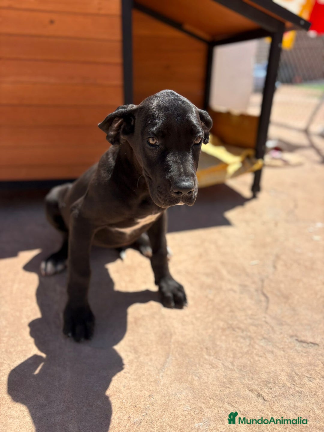 Dogo Alemán perros en venta: OPORTUNIDAD GRAN DANES HEMBRA - Imagen 8