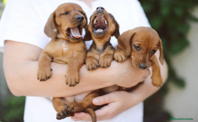 Teckel Miniatura perros - Propaganda 6
