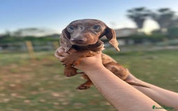 Teckel Miniatura perros en venta: Teckel Arlequin - Imagen 3