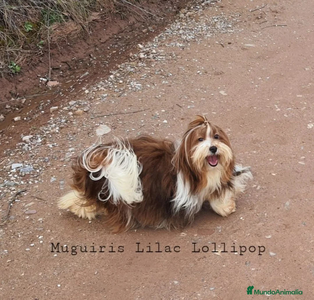 Bichón Habanero perros en venta: Muguiris Macho 2 - Anuncio 2