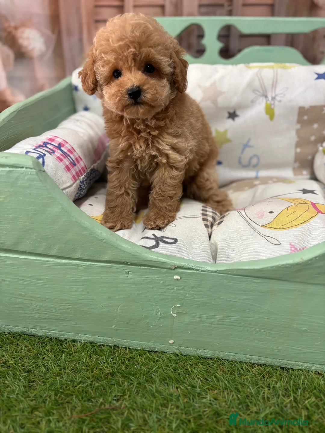 Caniche Toy perros en venta: Caniche Toy hembra disponible !!! - Anuncio 8