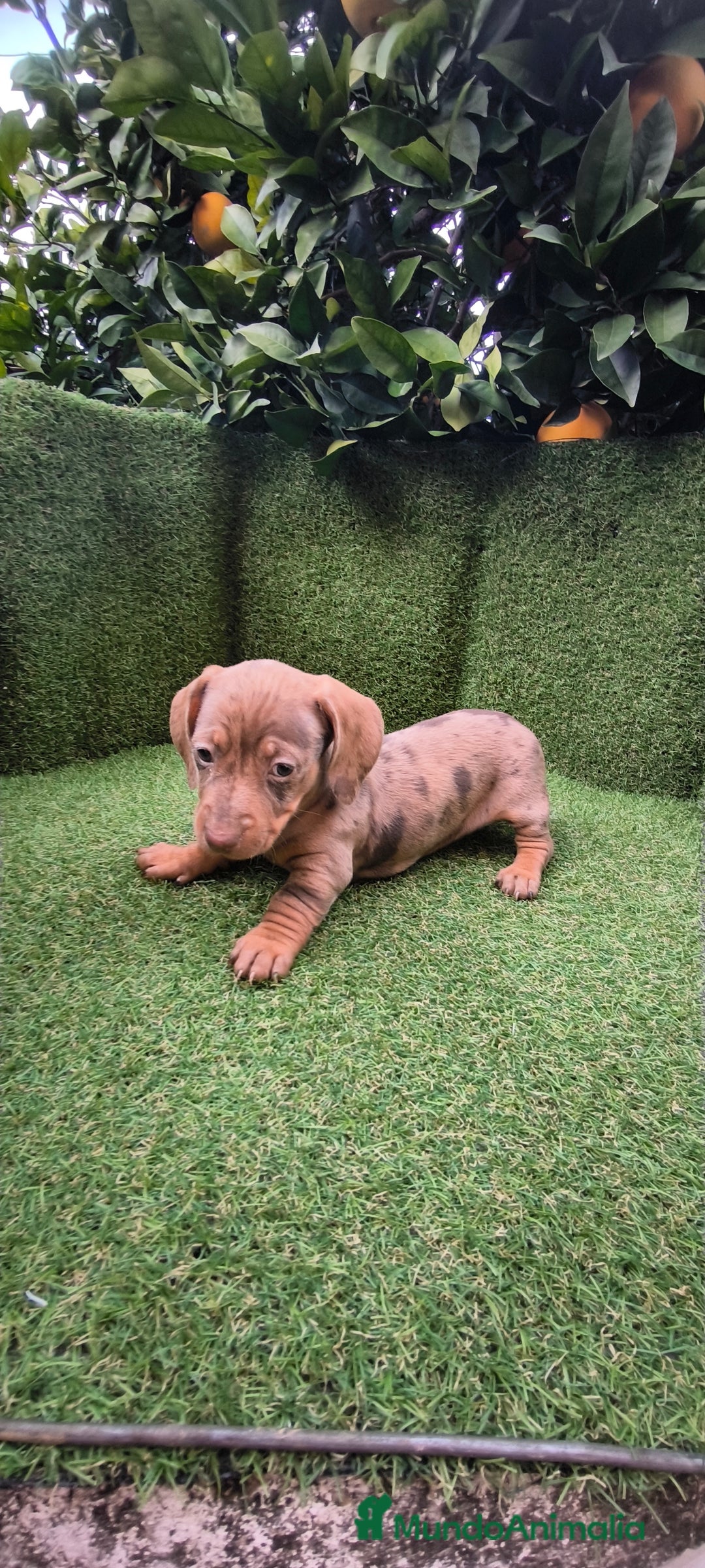 Teckel Miniatura perros en venta: camada teckel arlequín y todos los colores  - Anuncio 6