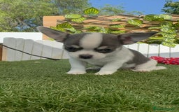 Chihuahua perros en venta: CHIHUAHUA MACHO TRICOLOR - Imagen 4