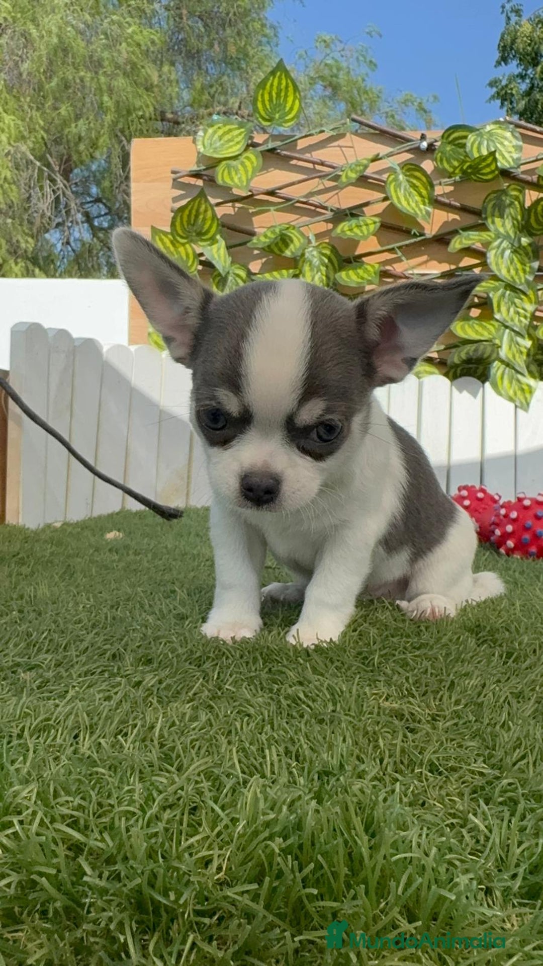Chihuahua perros en venta: CHIHUAHUA MACHO TRICOLOR - Imagen 4