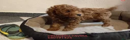 Caniche Toy perros en venta: Caniches Toy Rojos - Anuncio 6