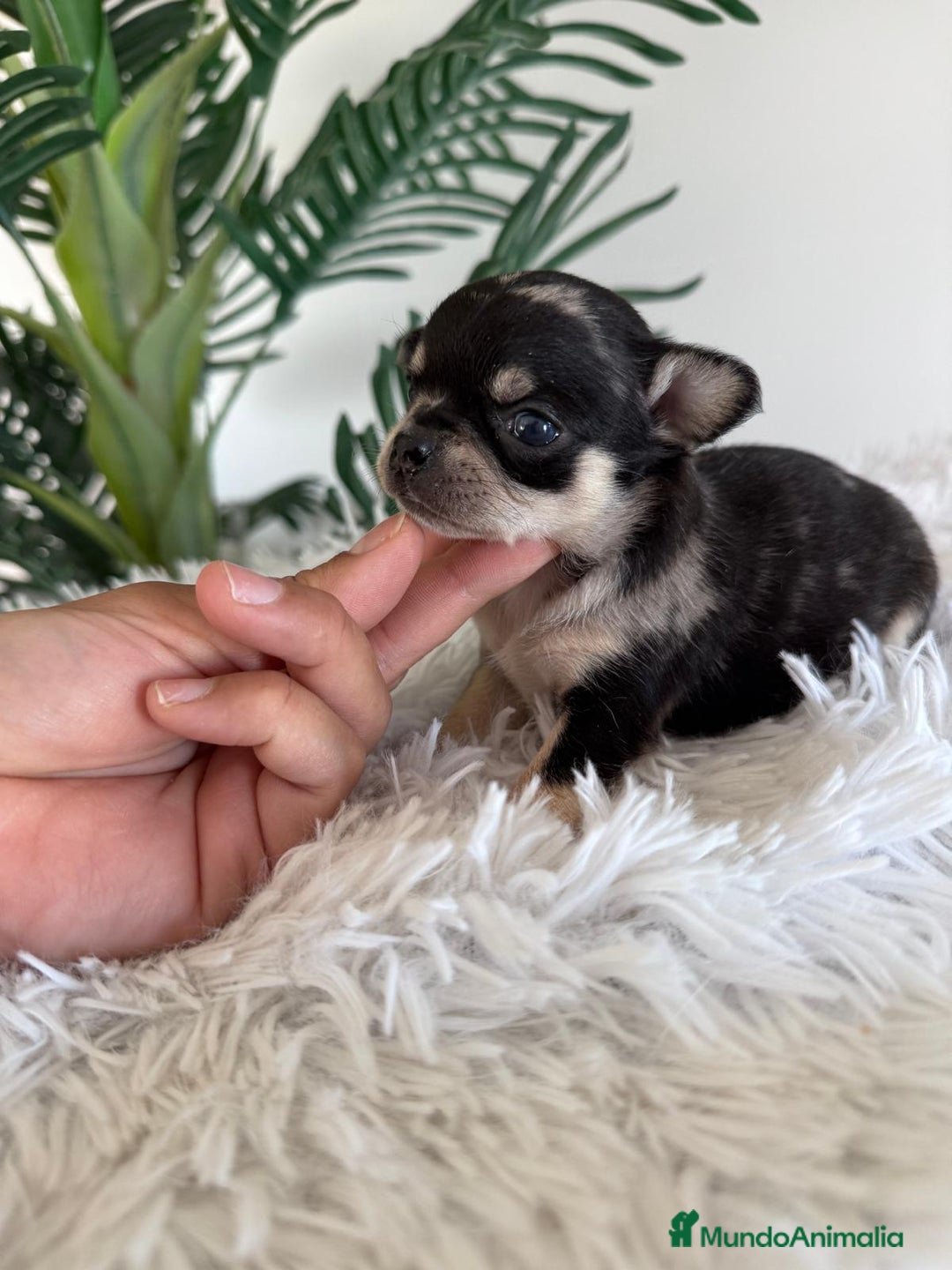 Chihuahua perros en venta: CHIHUAHUA MERLE HEMBRA - Imagen 4