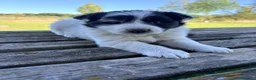 Border Collie perros en venta: Border Collie - Anuncio 3