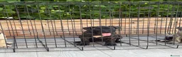 Presa Canario perros en venta: Cachorros de presa canario  - Anuncio 6