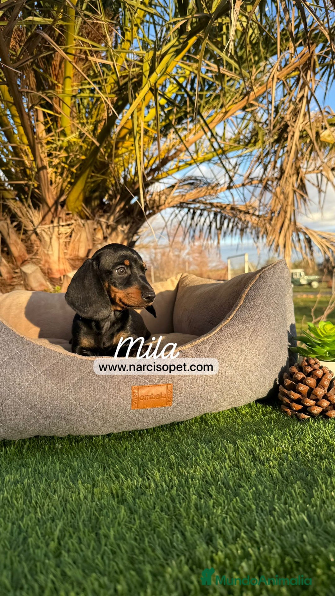 Teckel Miniatura perros en venta: TECKEL NEGRO FUEGO MINIATURA - Imagen 4