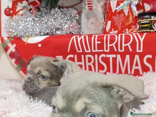 Bulldog Francés perros Bulldog fluffys - Anuncio 5