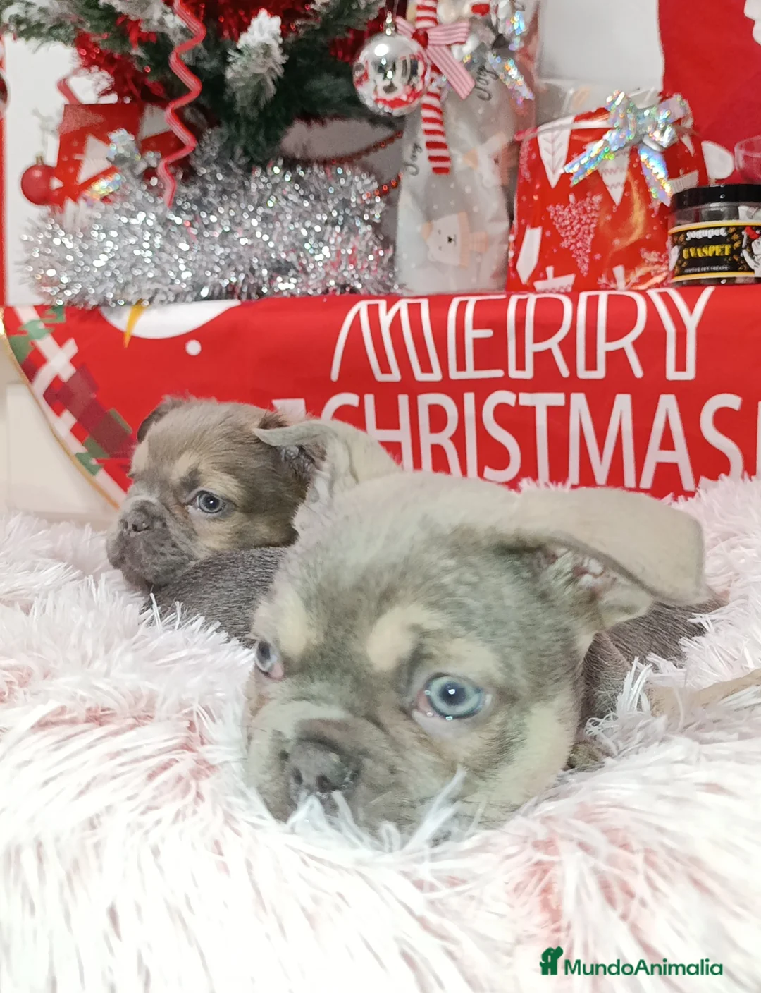 Bulldog Francés perros en venta: Bulldog fluffys  - Anuncio 1