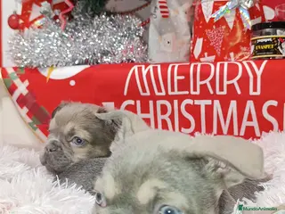 Bulldog Francés perros Bulldog fluffys - Anuncio 9