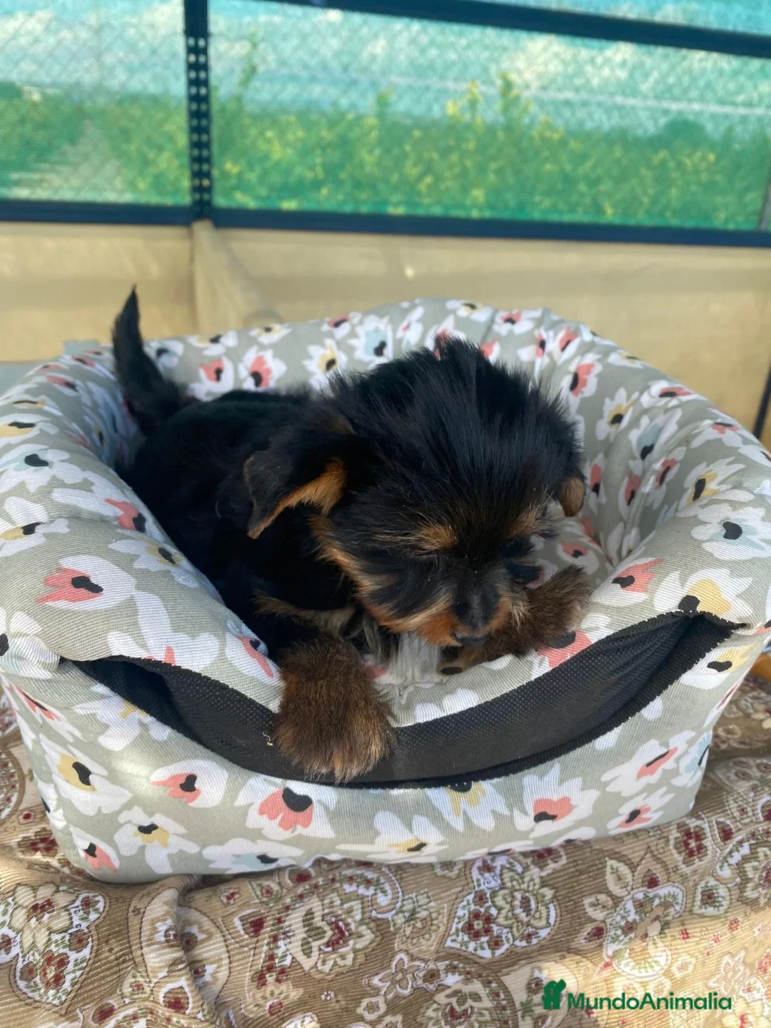 Yorkshire Terrier perros en venta: CACHORRITOS DE YORKSHIRE - Anuncio 5
