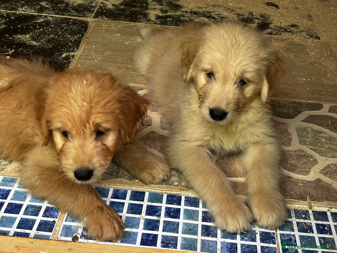 Goldendoodle perros en venta: Goldendoodle  - Imagen 9